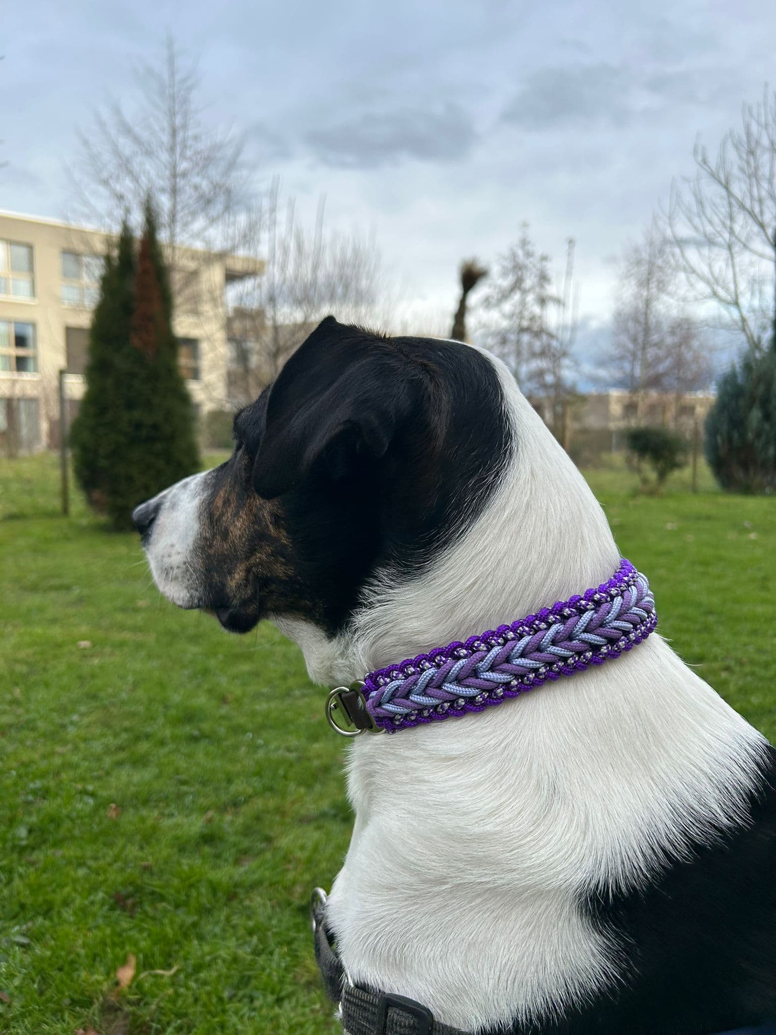 Hundehalsbänder